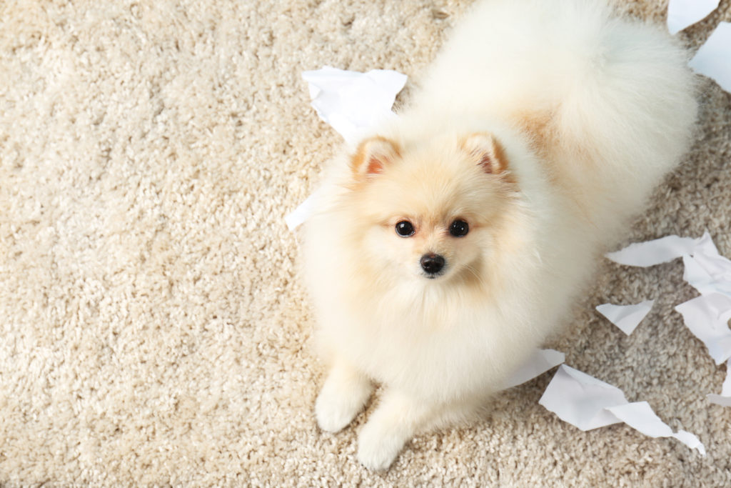 sable parti pomeranian